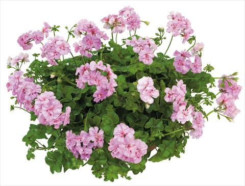 Photo de variété de fleurs à utiliser comme: Pot, patio, Suspension Pelargonium peltatum Universe Demetra