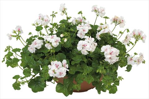 Photo de variété de fleurs à utiliser comme: Pot, patio, Suspension Pelargonium peltatum Universe Haurea