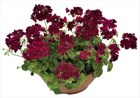 Photo de variété de fleurs à utiliser comme: Pot, patio, Suspension Pelargonium peltatum Universe Keplero