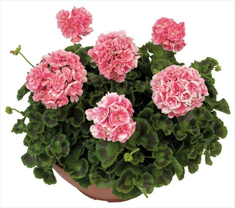 Photo de variété de fleurs à utiliser comme: Patio, pot Pelargonium zonale Solar Light Briseide®