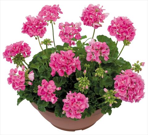 Photo de variété de fleurs à utiliser comme: Patio, pot Pelargonium zonale Solar Light Euphoria®