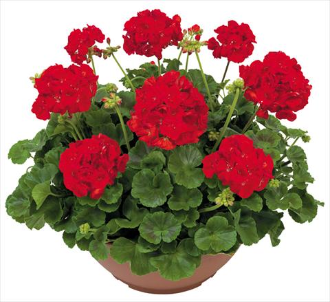 Photo de variété de fleurs à utiliser comme: Patio, pot Pelargonium zonale Solar Light Gea®