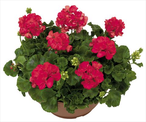 Photo de variété de fleurs à utiliser comme: Patio, pot Pelargonium zonale Solar Light Lince®