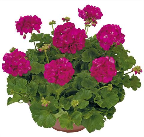 Photo de variété de fleurs à utiliser comme: Patio, pot Pelargonium zonale Solar Light Menelao®