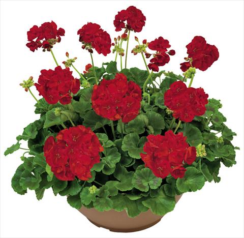 Photo de variété de fleurs à utiliser comme: Patio, pot Pelargonium zonale Solar Light Ermes®
