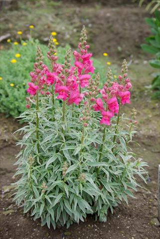 Photo de variété de fleurs à utiliser comme: Pot et Plante à massif Antirrhinum majus Eternal Magenta
