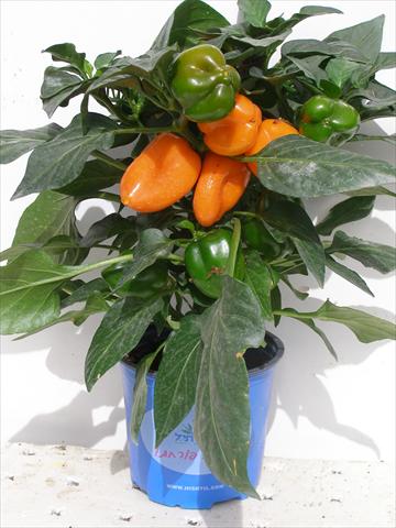 Photo de variété de fleurs à utiliser comme: Pot et Plante à massif Capsicum annuum Hobby Tiny Bells Orange