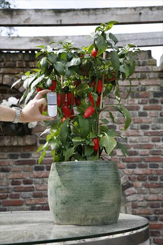 Photo de variété de fleurs à utiliser comme: Pot et Plante à massif Capsicum annuum Hobby Tiny Bells Red