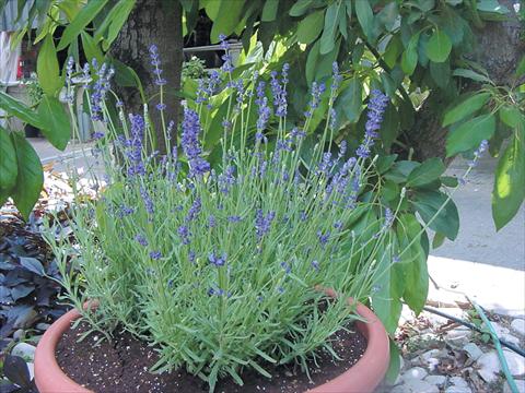 Photo de variété de fleurs à utiliser comme: Pot et Plante à massif Lavandula angustifolia Hidcote Blue