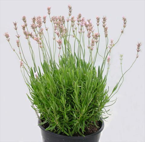 Photo de variété de fleurs à utiliser comme: Pot et Plante à massif Lavandula angustifolia Rosea