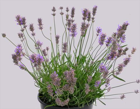 Photo de variété de fleurs à utiliser comme: Pot et Plante à massif Lavandula intermedia Grosso