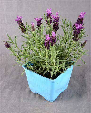 Photo de variété de fleurs à utiliser comme: Pot et Plante à massif Lavandula stoechas Kew Red