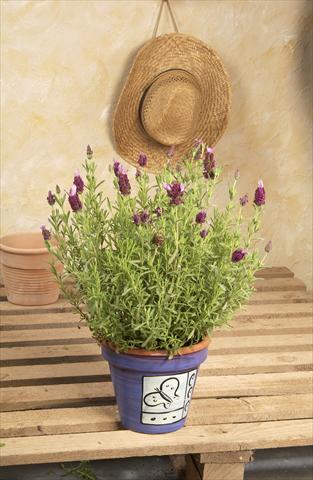 Photo de variété de fleurs à utiliser comme: Pot et Plante à massif Lavandula stoechas Madrid™ Bella Pink