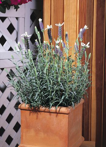 Photo de variété de fleurs à utiliser comme: Pot et Plante à massif Lavandula stoechas Madrid™ Blue