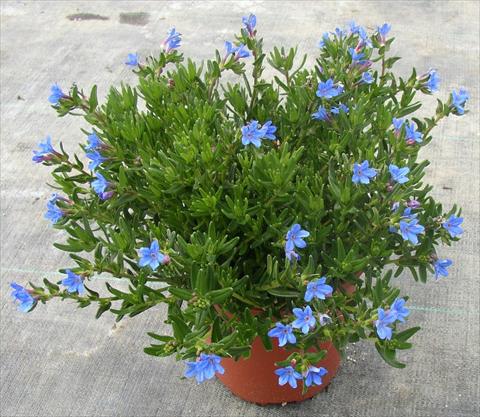 Photo de variété de fleurs à utiliser comme: Pot et Plante à massif Lithodora diffusa Heavenly Blue