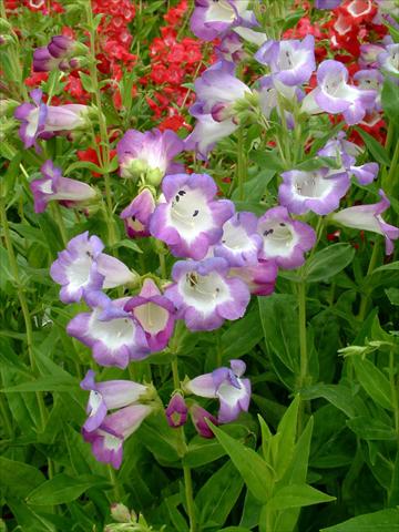 Photo de variété de fleurs à utiliser comme: Pot et Plante à massif Penstemon Ice Cream™ Blueberry Fudge