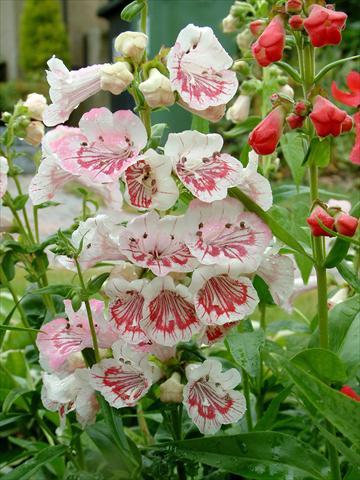 Photo de variété de fleurs à utiliser comme: Pot et Plante à massif Penstemon Ice Cream™ Strawberry & Cream