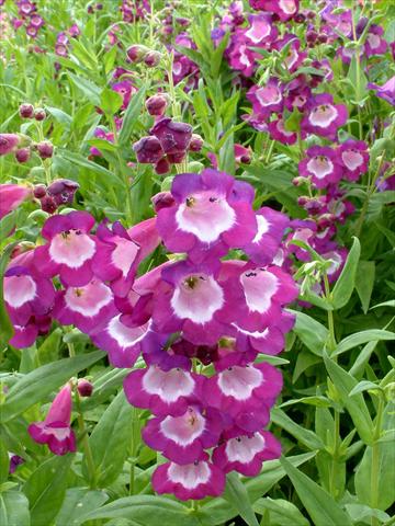 Photo de variété de fleurs à utiliser comme: Pot et Plante à massif Penstemon Ice Cream™ Vanilla Plum