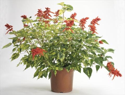 Photo de variété de fleurs à utiliser comme: Pot et Plante à massif Salvia splendens Dancing Flame