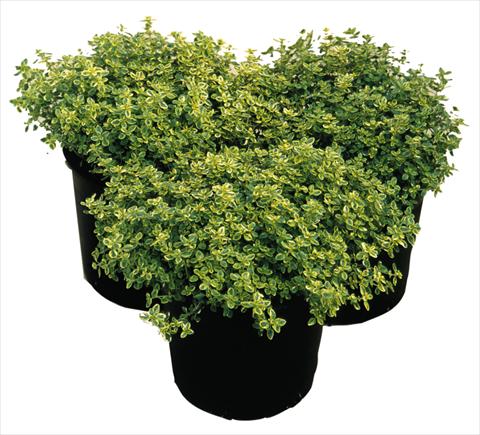 Photo de variété de fleurs à utiliser comme: Pot et Plante à massif Thymus citrodorus Variegated
