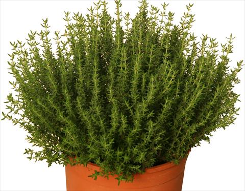 Photo de variété de fleurs à utiliser comme: Pot et Plante à massif Thymus vulgaris Faustinoi
