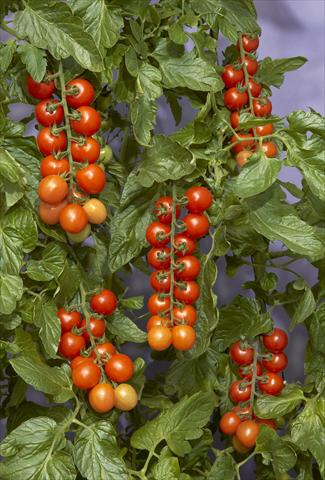 Photo de variété de fleurs à utiliser comme: Pot et Plante à massif Solanum lycopersicum (pomodoro) Tomaccio™