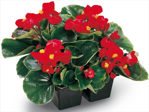 Photo de variété de fleurs à utiliser comme: Pot et Plante à massif Begonia semperflorens Ambassador Scarlet