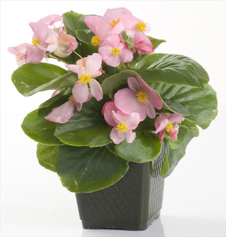Photo de variété de fleurs à utiliser comme: Pot et Plante à massif Begonia semperflorens Emperor Pink