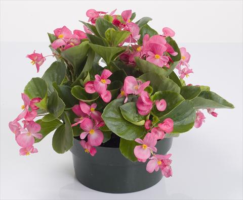 Photo de variété de fleurs à utiliser comme: Pot et Plante à massif Begonia semperflorens Emperor Rose