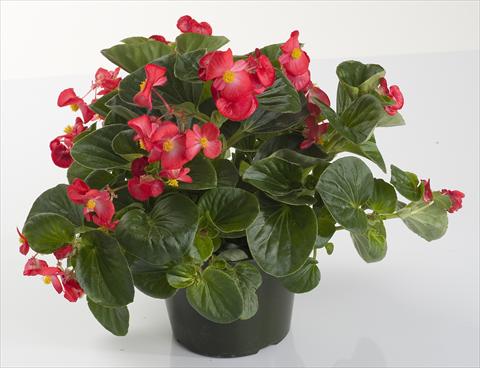 Photo de variété de fleurs à utiliser comme: Pot et Plante à massif Begonia semperflorens Inferno Red