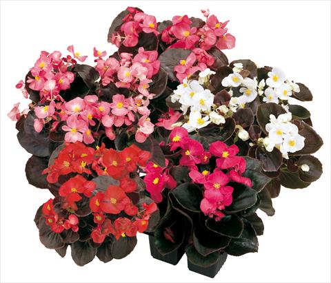 Photo de variété de fleurs à utiliser comme: Pot et Plante à massif Begonia semperflorens Senator Mix