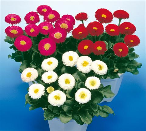 Photo de variété de fleurs à utiliser comme: Pot et Plante à massif Bellis perennis Galaxy Mix