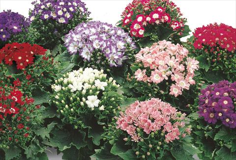 Photo de variété de fleurs à utiliser comme: Pot et Plante à massif Senecium cineraria Star Wars Mix