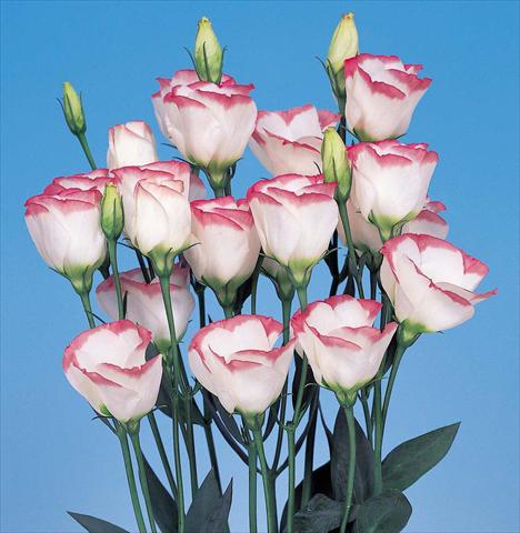 Photo de variété de fleurs à utiliser comme: Fleur coupée Lisianthus F.1 Piccolo 1 Pink Rim