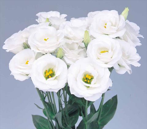 Photo de variété de fleurs à utiliser comme: Fleur coupée Lisianthus F.1 Lisianthus Rosita 2 White