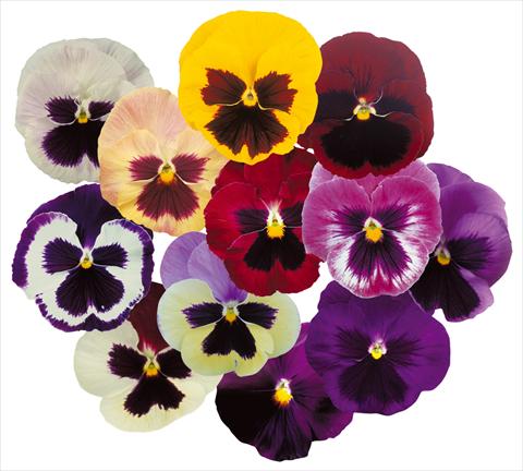 Photo de variété de fleurs à utiliser comme: Pot et Plante à massif Viola wittrockiana Power Mix