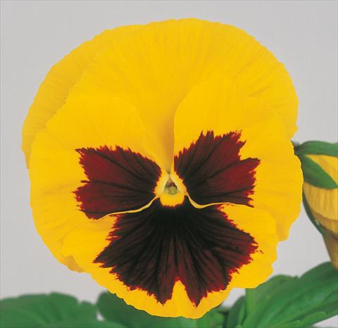 Photo de variété de fleurs à utiliser comme: Pot et Plante à massif Viola wittrockiana Power Yellow Blotch Imp