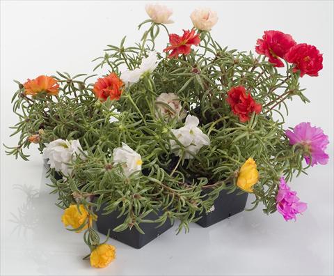Photo de variété de fleurs à utiliser comme: Pot et Plante à massif Portulaca Sunseeker Mix