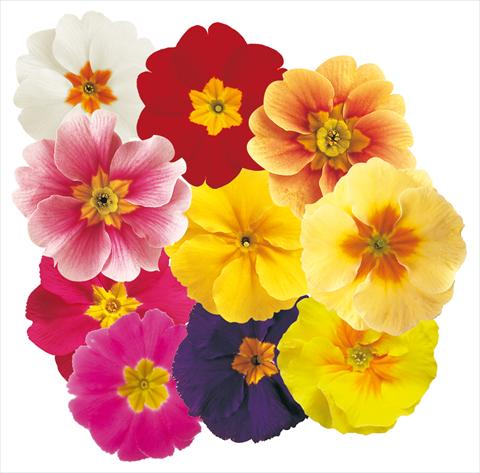 Photo de variété de fleurs à utiliser comme: Pot et Plante à massif Primula acaulis Daniella Mix