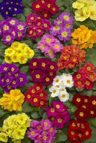 Photo de variété de fleurs à utiliser comme: Pot et Plante à massif Primula acaulis Danova Mix
