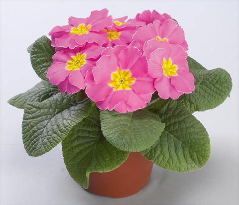Photo de variété de fleurs à utiliser comme: Pot et Plante à massif Primula acaulis Danova Pink Improved