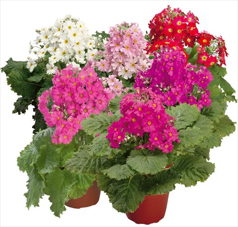Photo de variété de fleurs à utiliser comme: Pot et Plante à massif Primula malacoides Prima Mix