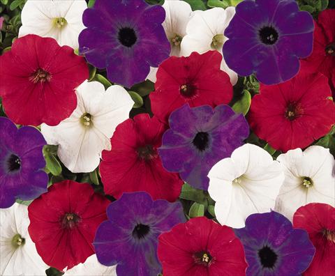 Photo de variété de fleurs à utiliser comme: Pot, patio, Suspension Petunia x hybrida Easy Wave Flag Mix Improved