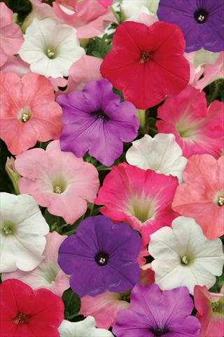 Photo de variété de fleurs à utiliser comme: Plante à massif, pot ou Suspension Petunia x hybrida Easy Wave Formula Mix Improved