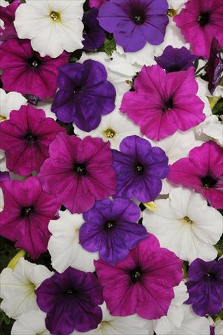 Photo de variété de fleurs à utiliser comme: Plante à massif, pot ou Suspension Petunia x hybrida Easy Wave Great Lake Mix