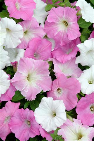 Photo de variété de fleurs à utiliser comme: Plante à massif, pot ou Suspension Petunia x hybrida Easy Wave Pink Marble Mix