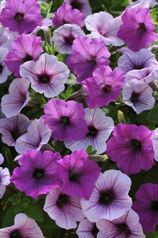 Photo de variété de fleurs à utiliser comme: Plante à massif, pot ou Suspension Petunia x hybrida Easy Wave Plum Pudding Mix