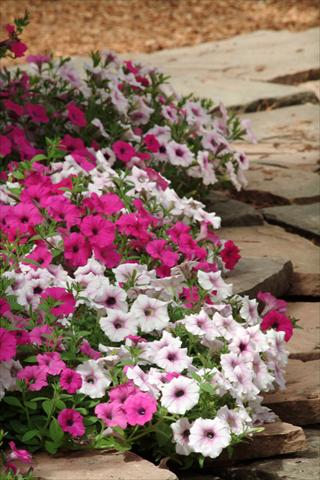 Photo de variété de fleurs à utiliser comme: Plante à massif, pot ou Suspension Petunia x hybrida Shock Wave Electric Mix