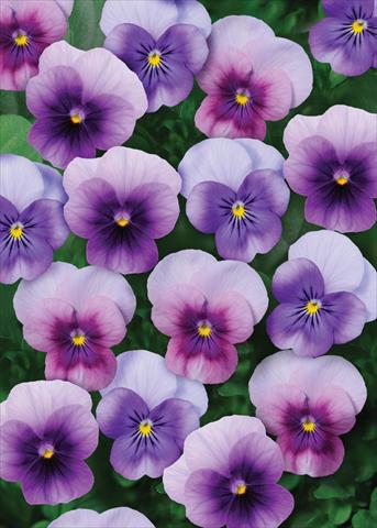 Photo de variété de fleurs à utiliser comme: Pot et Plante à massif Viola cornuta Sorbet™ Beaconberry Mix XP