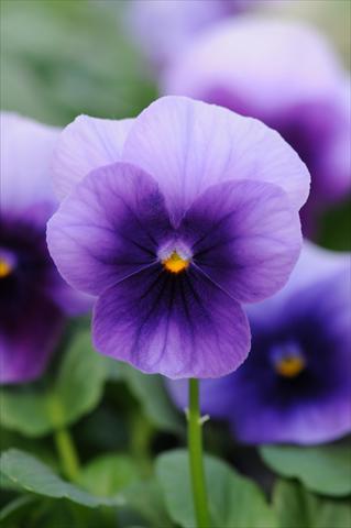 Photo de variété de fleurs à utiliser comme: Pot et Plante à massif Viola cornuta Sorbet™ Beaconsfield XP